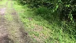 First time ANAL in PUBLIC, bent over with BIG TITS squirting wet.