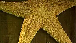 gianna grey and xxlayna marie reveal big cock desires