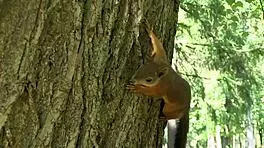 Lucy G strips naked in the park, enjoying her shaved pussy outdoors with a sexy model vibe.