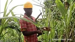 man, i stumbled on this wild milf bangin’ in the village field... outdoor public interracial fuck!