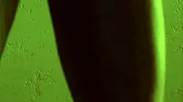 Alexandra Strips Off Clothes In Shaved Skinny Bent Over Softcore