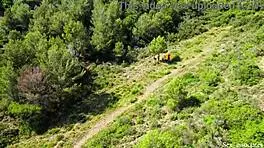 Drone Catches Young 18+ Couple FUCKING Outdoors!