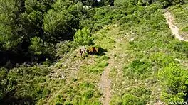 Drone Catches Young 18+ Couple FUCKING Outdoors!