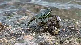 Sexy Teen 18+ Milana G's Swimsuit Fetish!