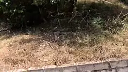 Nina Rivera Sucks Don Whoe's Big Cock In Deepthroat On Tropical Island