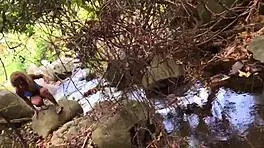 Nina Rivera Sucks Don Whoe's Big Cock In Deepthroat On Tropical Island