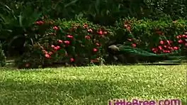 Little Bree Gets Naked With Natural Tits