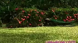 little bree rubs her pussy outdoors