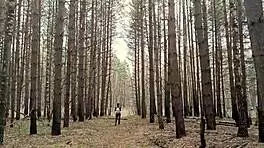 quick public anal sex unfolds by the serene lake