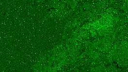 Golden Shower for a Girl in PISSED JEANS with Wild Amateur Action