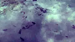 Public Exhibitionist German Teen 18+ VeronikaVonk Shows Big Boobs by Sea!