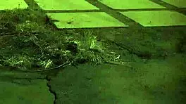 I Got Arrested in Bondage, Nothing Like BDSM and Public Sex to Make a Fuck Doll Cum