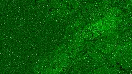 Little Teen Teases With Her Wet Shaved Pussy In Panties