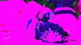 Amateur girlfriend in kimono cosplay gets kissed and licked on the bed.