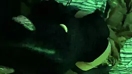 this tattooed brunette milf sucks a monster cock in sexy lingerie.