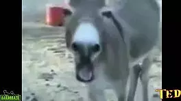 A Morena Patricia Limah Tira Tudo e Mostra a Bunda Gigante Que Ela Tem na Carona do Ted 89