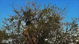 Fucking Wife with Lesbian Lover