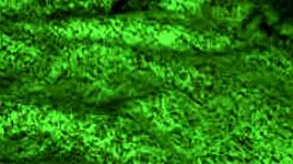 Want to ride and blowjob your teen?