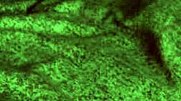 Want to ride and blowjob your teen?