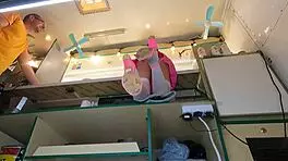 is that pussy peeking under her skirt at work?