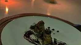 did our anniversary dinner end with passionate moaning sex?