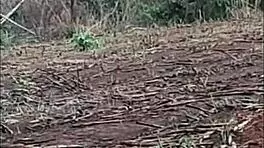 Pequena Caipira asks, Want anal fun in the cane field?