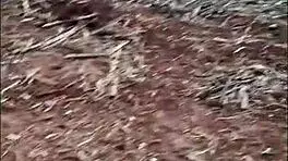 Pequena Caipira asks, Want anal fun in the cane field?