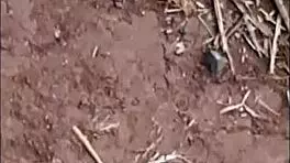 Pequena Caipira asks, Want anal fun in the cane field?