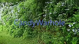 Village girl gets taken in lush hydrangea gardens by her lover