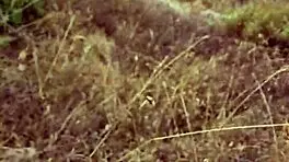 i gave a petite blowjob exhib in nature during my cyprus trip, it was so sexy with milf couple