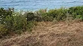 i gave a petite blowjob exhib in nature during my cyprus trip, it was so sexy with milf couple