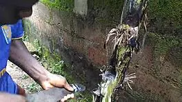 Young Girl Engages In Detailed Sexual Activity With Plantain Fruit In Oiled Garden Setting