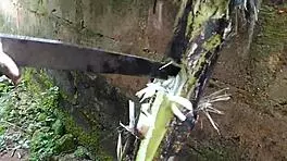 Young Girl Engages In Detailed Sexual Activity With Plantain Fruit In Oiled Garden Setting