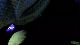 Chubby Friend Sucks and Fucks for Cumshot.