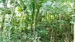 Pinay College Couple Fucks Outdoor in Grass with Tour Guide