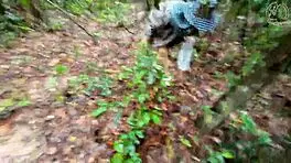 thai girl chats while picking mushrooms in the forest 😊
