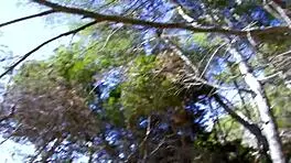 Belladonna in Stockings Teases with Anal Play