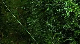 Inked Teen Reveals Massive Tits in Forest