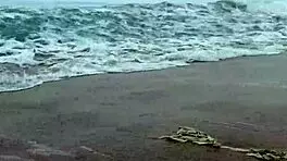 Two Pirates Fucked Sailors After Shipwreck 😈