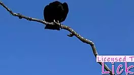 licensed to lick - tarra white eating her pussy at beach