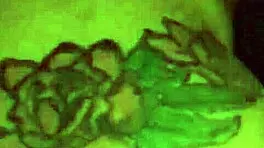 Young Ebony Couple Pounds Massive Black Cock Deep