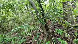 Thai village amateurs sneak passionate outdoor forest sex in crisp 4K